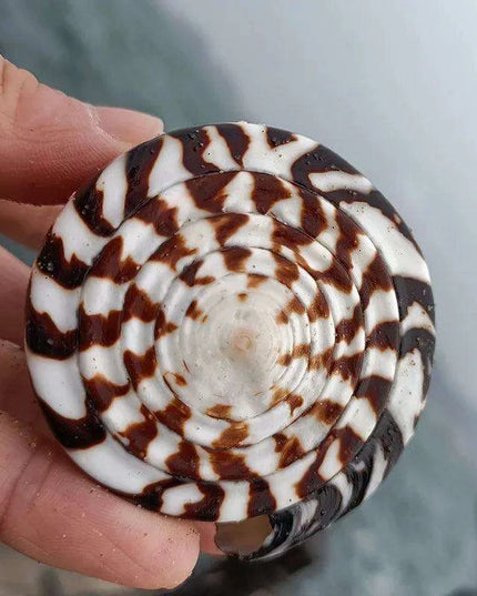 Leopard Cone Shell Décor - Authentic Lithoconus leopardus with Striking Black Spot Detailing