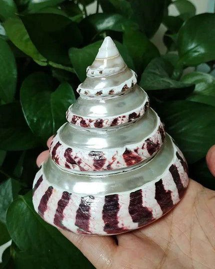 Large Commercial Trochus Shell with Pearl Band