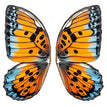 L Butterfly fabric