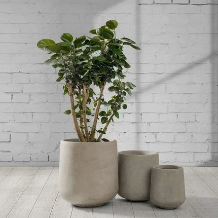 Contemporary Round Concrete Planter Collection with Drainage for Stylish Environments