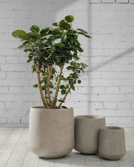 Contemporary Round Concrete Planter Collection with Drainage for Stylish Environments