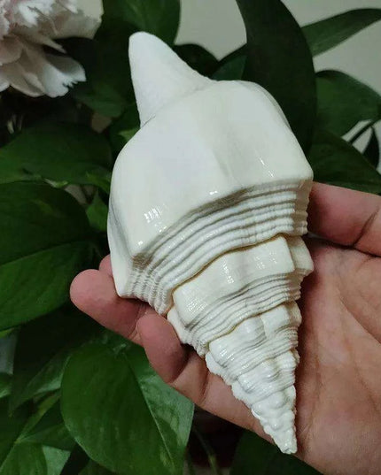 Large Natural Turbinella Angulata Conch Shell (12-20cm)