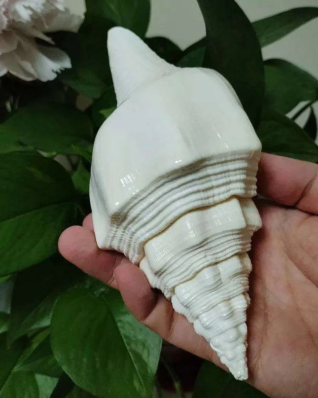 Large Natural Turbinella Angulata Conch Shell (12-20cm)