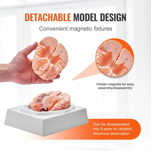 Interactive 3D Human Brain Anatomy Model with Removable Parts and Display Base for Educational Insights