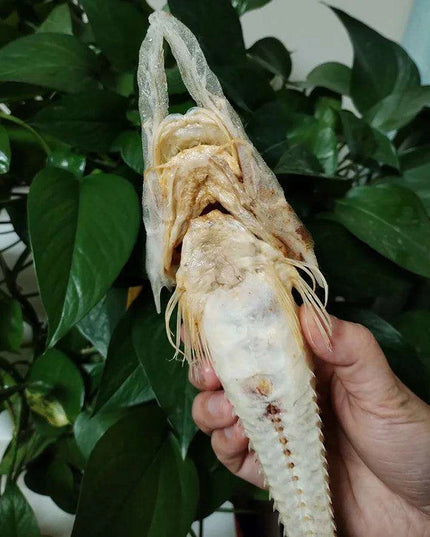 Large Authentic Armored Searobin Skull Specimen – Unique Deep Sea Fish Taxidermy Model for Science Education