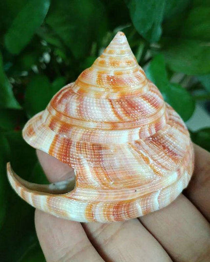 Vivid Orange Tower Conch Shell for Aquatic Decor and Creative Projects