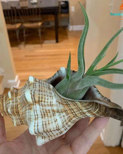 Seaside Elegance Natural Shell Trapezium Horse Conch Decor for Aquariums and Special Events