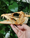 Hairtail Fish Skull