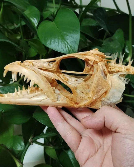 Genuine Deep Sea Handfish Skull Replica - Distinctive Taxidermy Specimen for Educational Purposes and Display - 15 CM