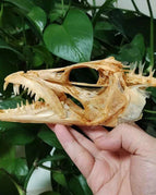 Hairtail Fish Skull