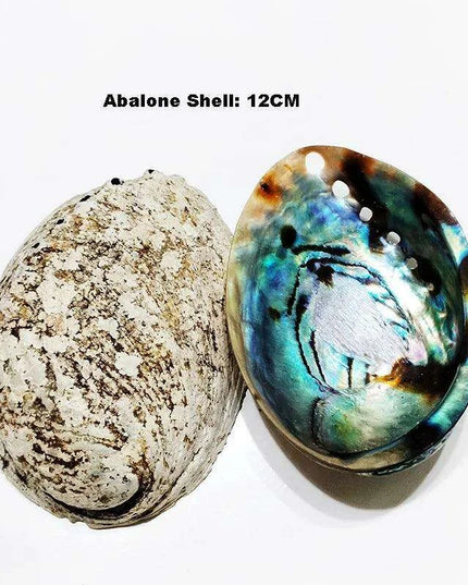Stunning New Zealand Abalone Shell - 12-16CM Ideal for Weddings, Aquatic Displays, and Creative Crafts