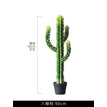 Desert Succulent
