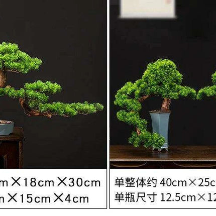 Prosperity Emblem Chinese Pine Bonsai - A Luxurious Symbol of Wealth and Abundance