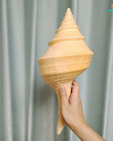 Oceanic Splendor: Australian Trumpet Shell for Unique Home Decor and Creative Projects