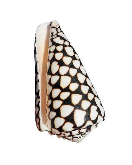 Exquisite Hebrew Marble Cone Shells - Natural Coastal Treasures for Elegant Home Decor