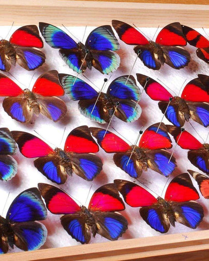 Premium 100-Piece Stainless Steel Insect Pins Set for Entomology Research and Dissection