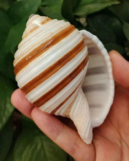 Striped Conch Harpa Seashell - Authentic Natural Decor Piece