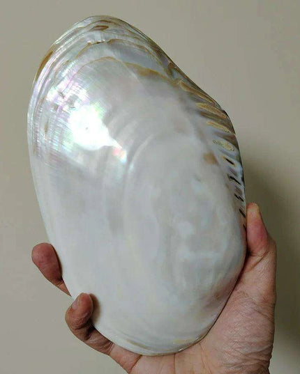 Giant Gleaming Oyster Shell – 20-22CM Natural Mussel Shell