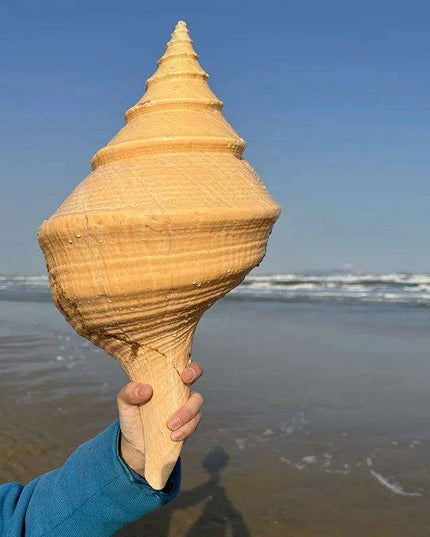 Oceanic Splendor: Australian Trumpet Shell for Unique Home Decor and Creative Projects