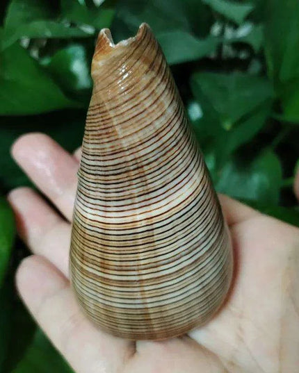 Elegant Gold-Infused Conus Striatus Shell - Ideal for Aquatic Decor, Hermit Crab Habitats, and Special Celebrations