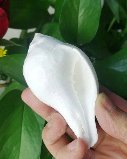 Stunning 11CM Indian Sacred Chank Shell Conch for Home and Event Decor