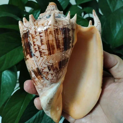 Elegant Imperial Volute Seashell Cymbiola Imperialis - Perfect for Coastal Decor, Weddings, and Oceanic Displays