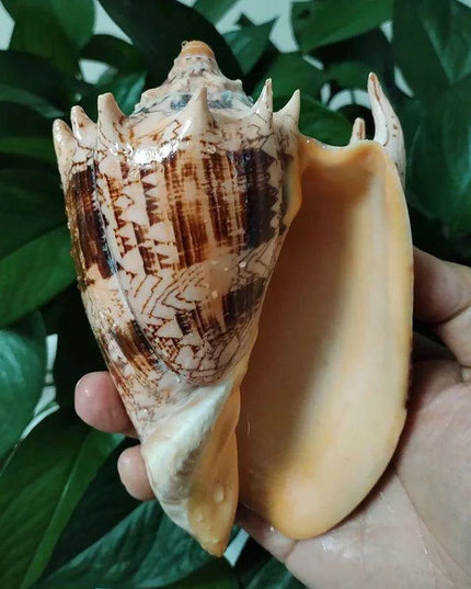 Elegant Imperial Volute Seashell Cymbiola Imperialis - Perfect for Coastal Decor, Weddings, and Oceanic Displays
