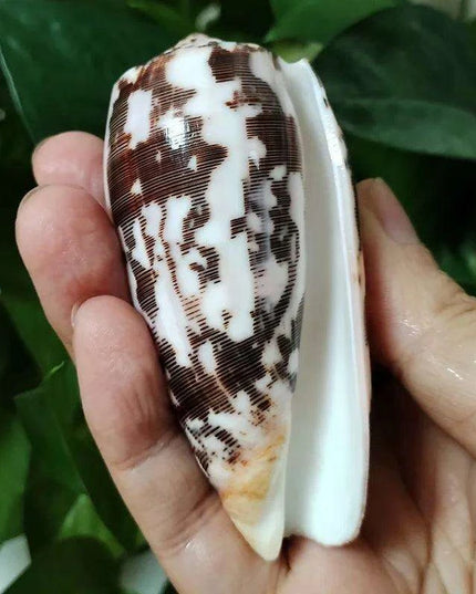 Coastal Artisan Handcrafted Conch Shell Snail - Decorative Home Accent 8CM-10CM