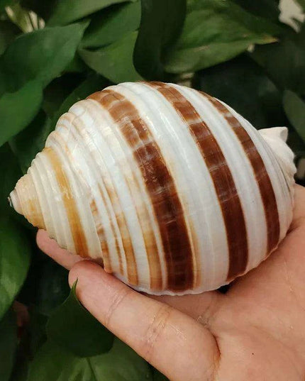 Striped Conch Harpa Seashell - Authentic Natural Decor Piece