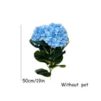 50cm Blue