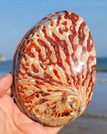Vibrant Red Abalone Shell Art: Coastal Decor for Homes and Aquariums