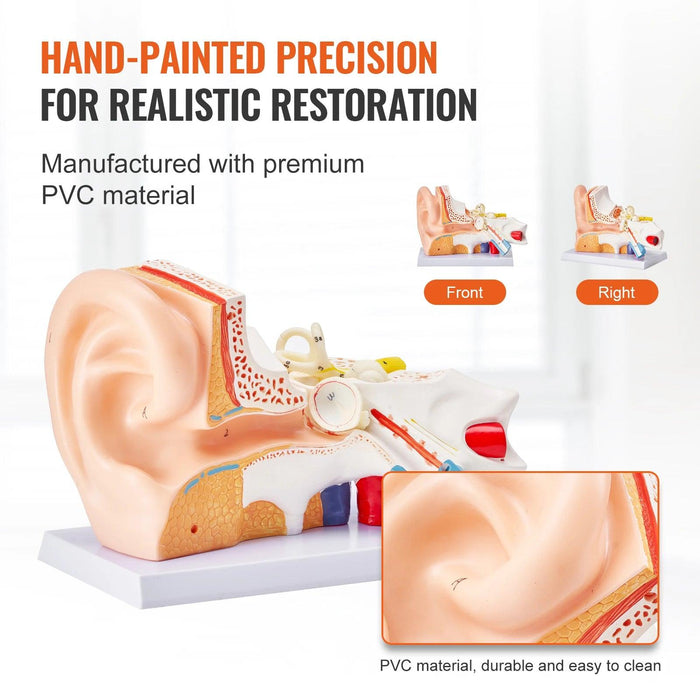 Interactive 3D Enlarged Human Ear Anatomy Model - Educational Tool with Detachable Parts for In-Depth Physiological Learning