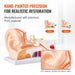 Interactive 3D Enlarged Human Ear Anatomy Model - Educational Tool with Detachable Parts for In-Depth Physiological Learning