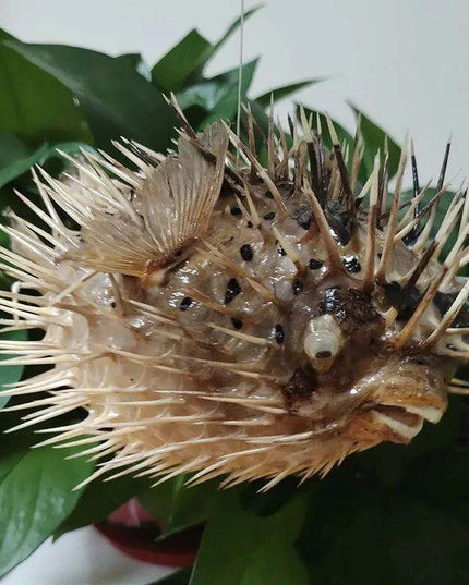 Coastal Elegance: Handmade Large Natural Pufferfish Pendant for Home Decor and Crafting