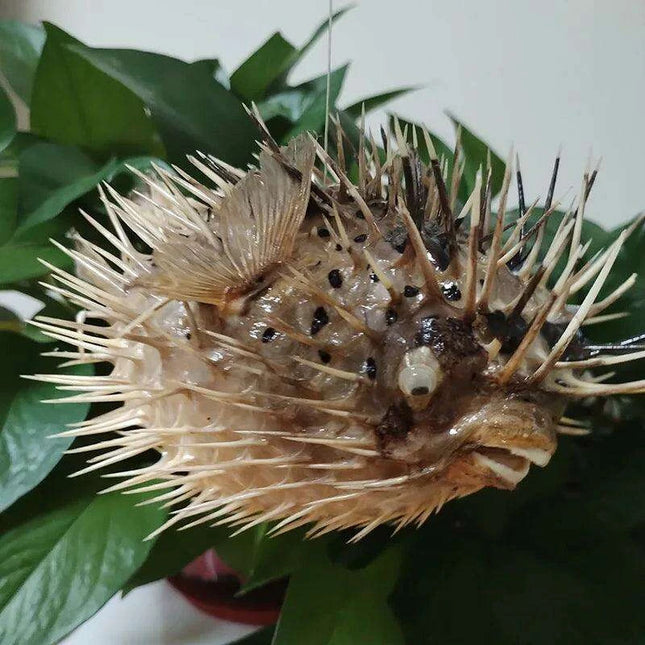 Coastal Elegance: Handmade Large Natural Pufferfish Pendant for Home Decor and Crafting