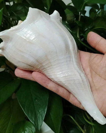 Exquisite Left-Handed Whelk Conch Shell - Unique Busycon Contrarium for Decor and Collecting