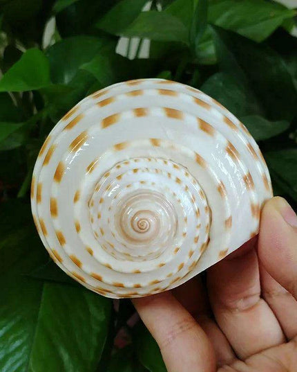 Coastal Charm Natural Spotted Turbo Seashells for Hermit Crabs & Home Decor (8-10cm)
