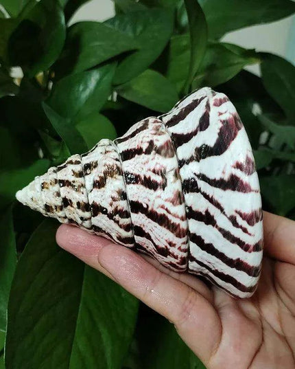 Majestic Zebra Conch Shell – Large 9-10CM Coastal Decor