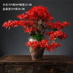 Red Maple / 70x58x43cm