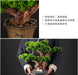 Chinese Pine Prosperity Bonsai - Handcrafted Symbol of Wealth and Fortune