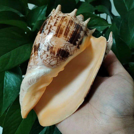 Elegant Imperial Volute Seashell Cymbiola Imperialis - Perfect for Coastal Decor, Weddings, and Oceanic Displays