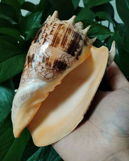 Majestic Giant Imperial Volute Seashell - Ideal Natural Accent for Coastal Decor and Aquariums