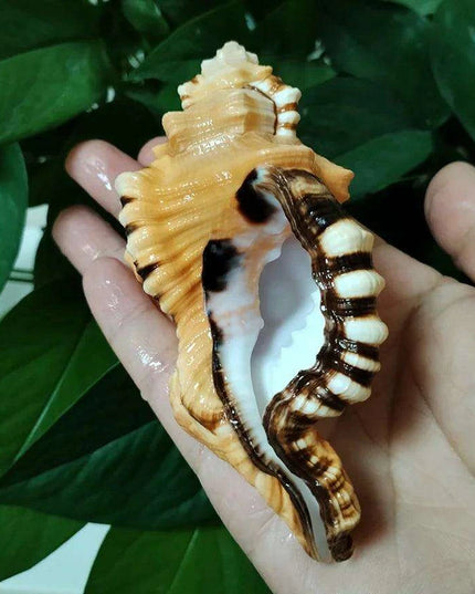Vibrant Yellow-Orange Triton Conch Shell with Unique Black Patterns for Aquatic Decor and Photography