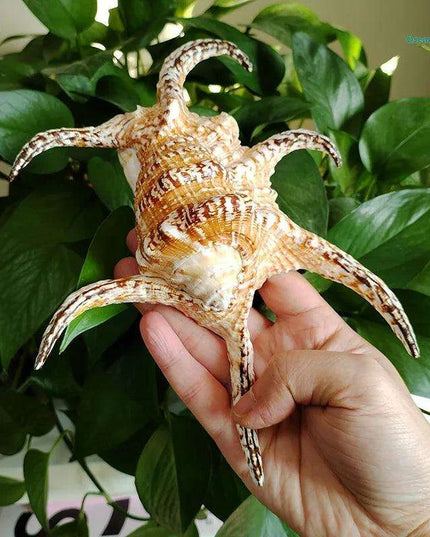 Extra Large Chiragra Spider Conch Shells - Distinctive Nautical Home Decor for Creative Projects (17-20CM)