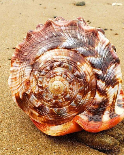 Natural Orange Bull's-mouth Conch Shells for Nautical Home Styling & Aquatic Decor (12-17CM)