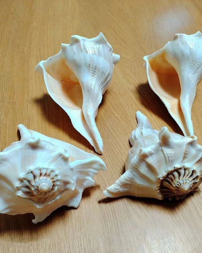 Unique Left-Handed Busycon Contrarium Conch Shell - A Natural Masterpiece for Collectors and Thoughtful Gifting