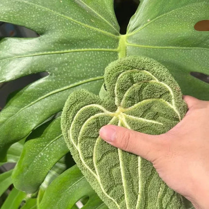 Tropical Leaf Hand Towel — Ultra-Absorbent, Quick-Dry, Hanging Loop