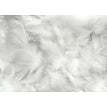 Cream Rose Mural / Self-Adhesive Canvas