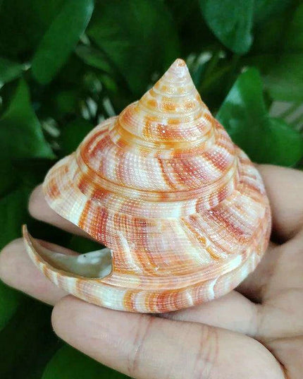 Vivid Orange Tower Conch Shell for Aquatic Decor and Creative Projects