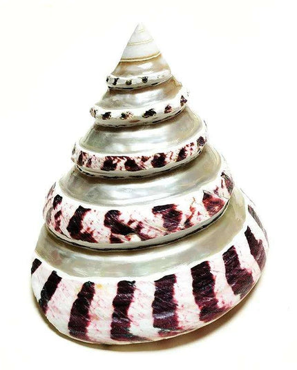 Large Commercial Trochus Shell with Pearl Band